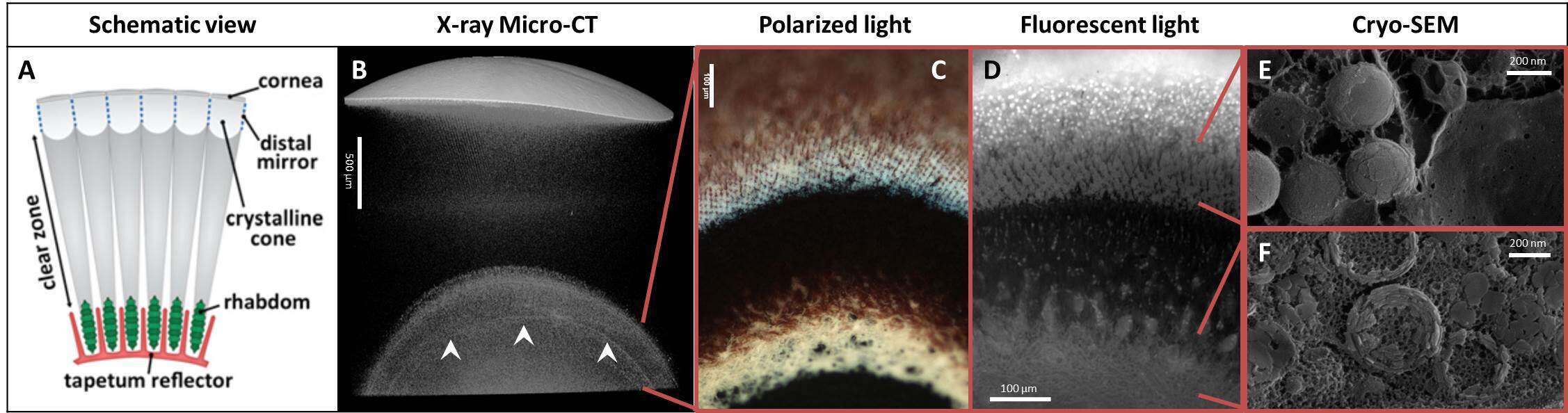 Figure 1: Millimeter-to-nanometer scale architecture of the tapetum and proximal reflectors. (A) Schematic of the reflecting compound eye viewed along the optic axis. (B) X-ray microCT scan of part of an eye, showing four high contrast features: the cornea (uppermost), distal mirror (immediately below cornea), tapetum (lower, between red lines) and proximal reflector (arrowheads, between red lines).  (C) Polarized light micrograph of the highly birefringent tapetum (upper) and proximal (lower) reflectors. (D) DAPI stained fluorescent microscopy image of the tapetum and proximal reflectors, showing cell nuclei (tapetum layer), isoxanthopterin auto-fluorescence (tapetum and proximal layers) and myelin auto-fluorescence (proximal layer). (E) - (F) Cryo-SEM images from the tapetum (E) and the proximal reflector (F) regions displaying crystalline isoxanthopterin nanoparticles.